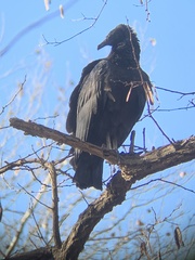 Coragyps atratus