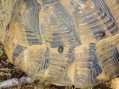 Hyalomma aegyptium