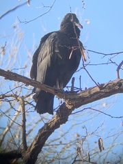 Coragyps atratus