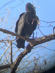 Coragyps atratus