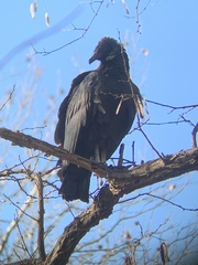 Coragyps atratus