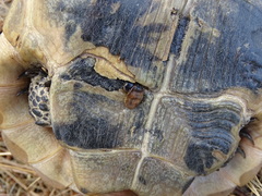 Hyalomma aegyptium