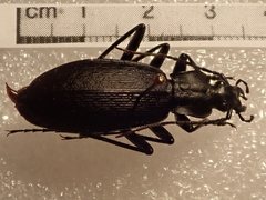 Carabus procerulus procerulus