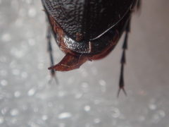 Carabus procerulus procerulus