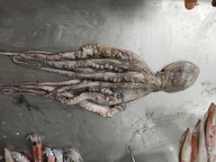 Octopus americanus