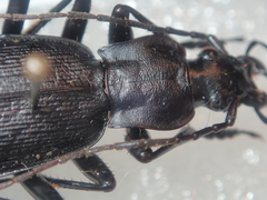 Carabus procerulus procerulus
