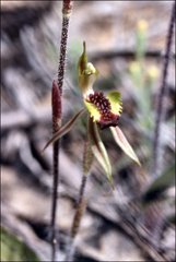 Caladenia toxochila