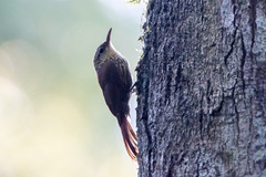 Lepidocolaptes falcinellus