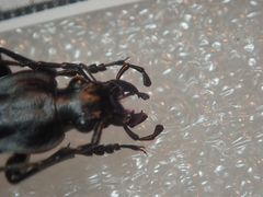 Carabus procerulus procerulus