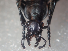 Carabus procerulus procerulus
