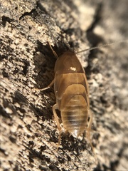 Compsodes schwarzi