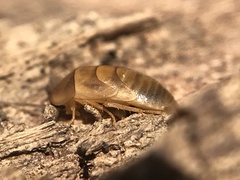 Compsodes schwarzi