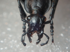 Carabus procerulus procerulus