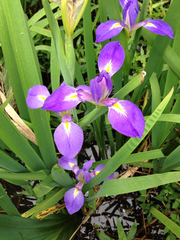 Iris giganticaerulea