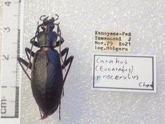 Carabus procerulus procerulus