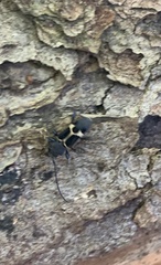 Calydon submetallicum