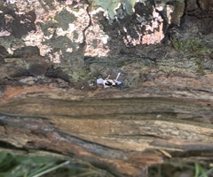 Calydon submetallicum