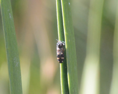 Xyroscelis crocata