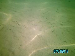 Atheriniformes
