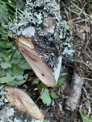 Calydon submetallicum