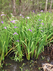Iris giganticaerulea