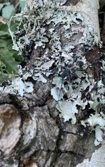 Calydon submetallicum