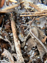 Nylanderia phantasma