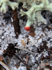 Nylanderia phantasma