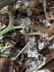 Nylanderia phantasma