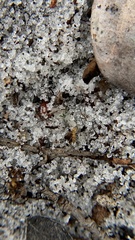 Nylanderia phantasma