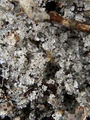 Nylanderia phantasma