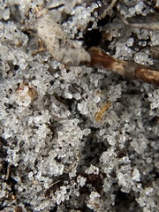 Nylanderia phantasma