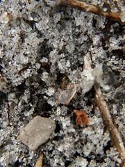 Nylanderia phantasma