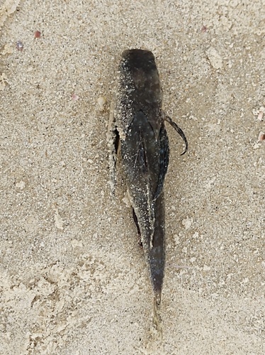 Flying Gurnard