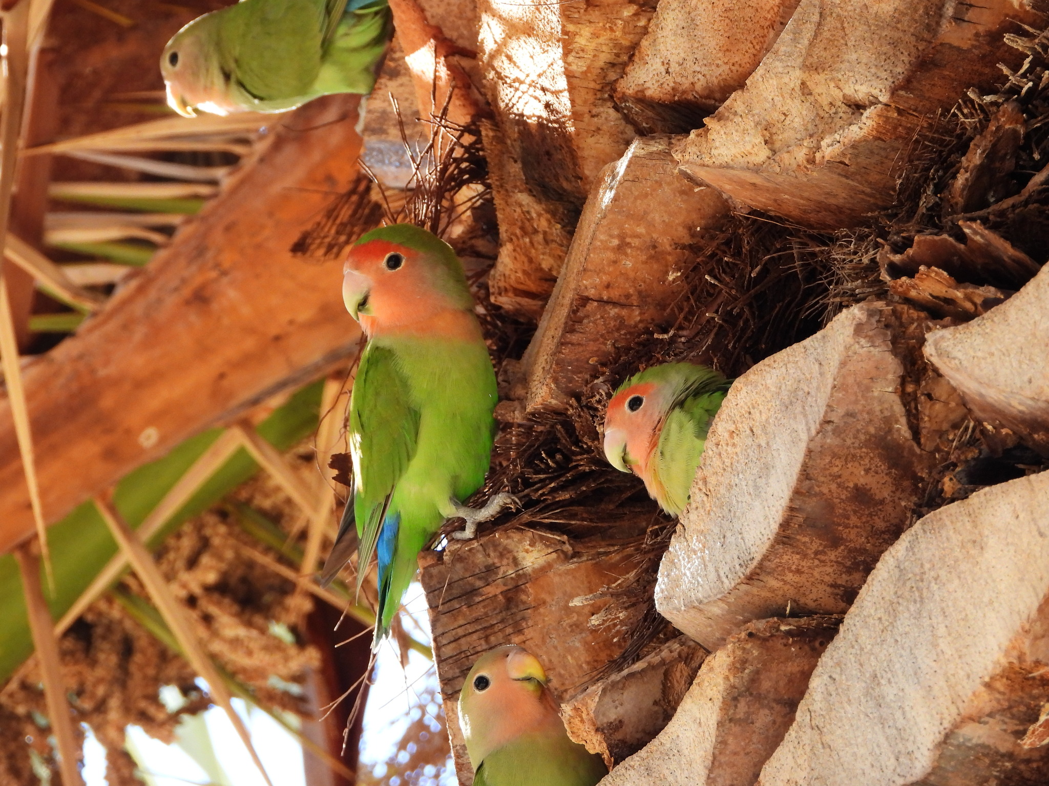 Rosy-faced Lovebird illustration
