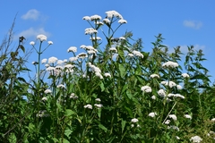 Valeriana officinalis