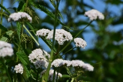 Valeriana officinalis