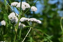 Valeriana officinalis