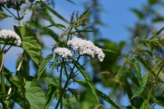 Valeriana officinalis