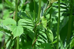 Valeriana officinalis