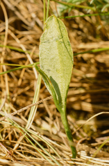 Ophioglossum pusillum