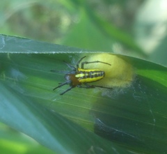 Alpaida bicornuta