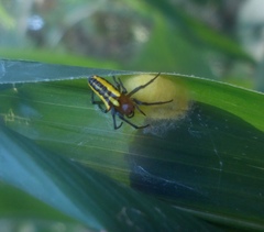Alpaida bicornuta