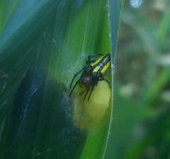 Alpaida bicornuta