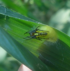 Alpaida bicornuta