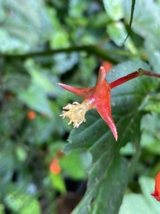Begonia longirostris