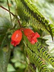 Begonia longirostris