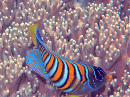 Photo of Regal angelfish (Pygoplites diacanthus)