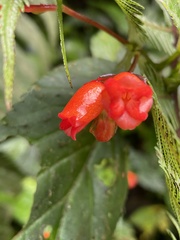 Begonia longirostris