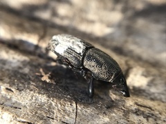 Sphenophorus compressirostris